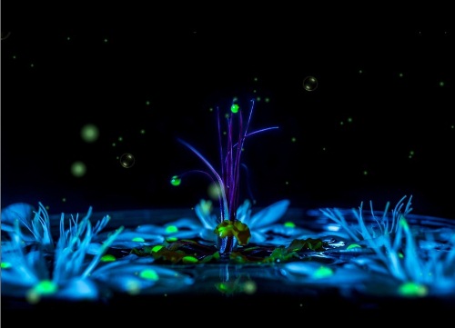 Анімаційна шпалера - Чарівні квіти