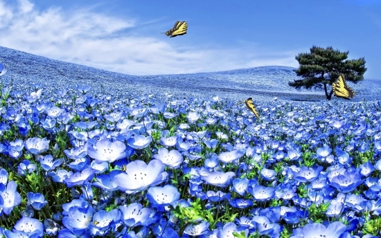 Анімаційна шпалера - Блакитні квіти