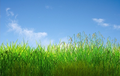 Анімаційна шпалера - Зелена трава